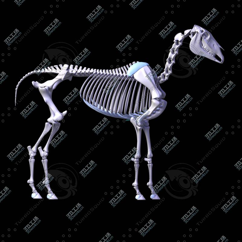 images/goods_img/202105071/Horse Anatomy v.1/4.jpg